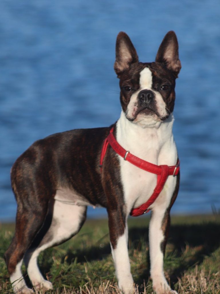 LUXURY DOGS CHLOE